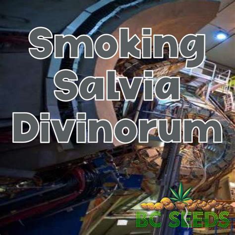 smoking salvia|Essential Smoking Salvia Divinorum Guide 